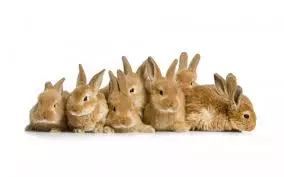 ウサギの群れ