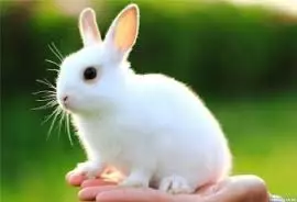 thỏ trắng
