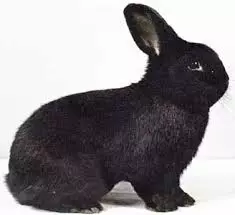 خرگوش سیاه