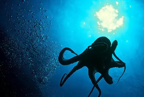 Hobotnica u vodi
