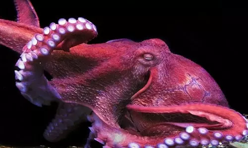 Octopus ສີນ້ໍາຕານ