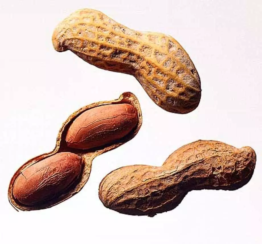 Maapähkinä