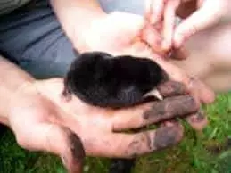 Mole in hande