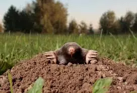 La mole est sortie du sol