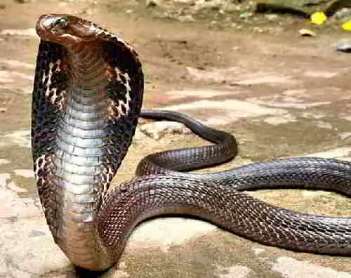 Dudu Cobra
