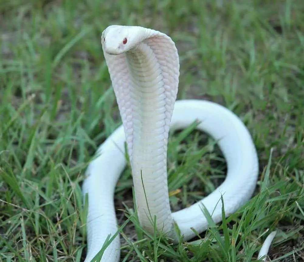 Бела кобра