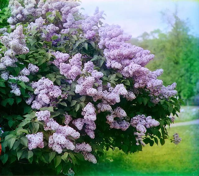 Bush of lilac