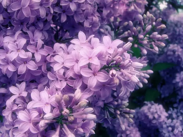 lilas floraison