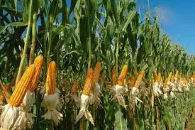 Rostoucí kukuřice