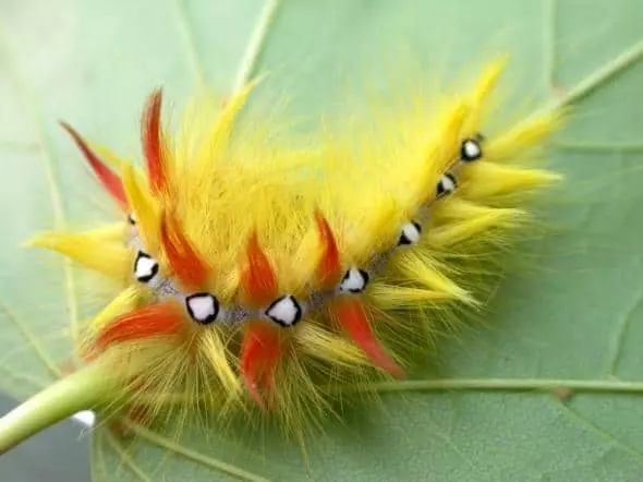Gulur caterpillar.