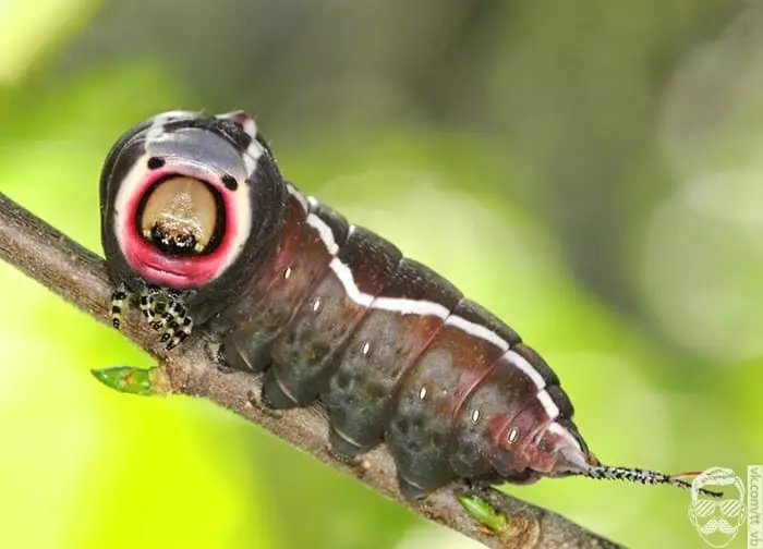 Caterpillar ant augalo