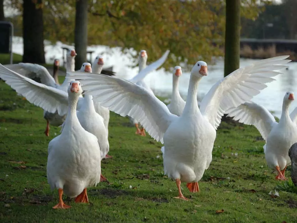 Ìgwè nwoke nke geese