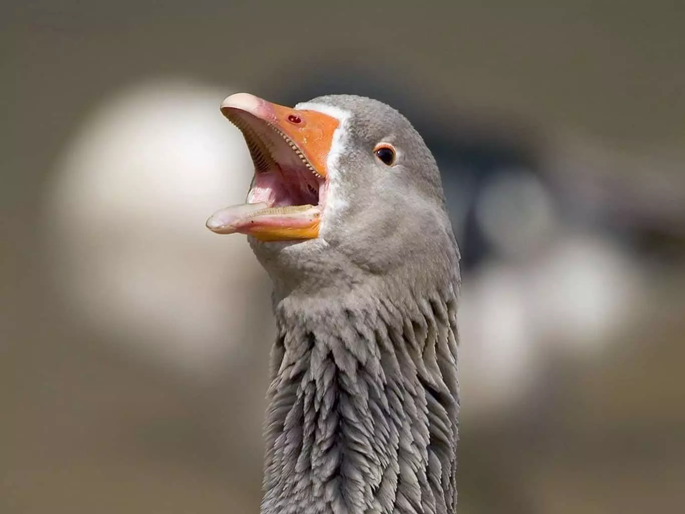Gelang Goose
