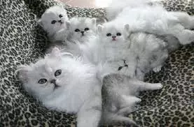 Valge kassipojad