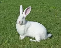 잔디에 토끼