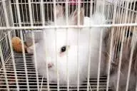 Rabbit a cikin keji