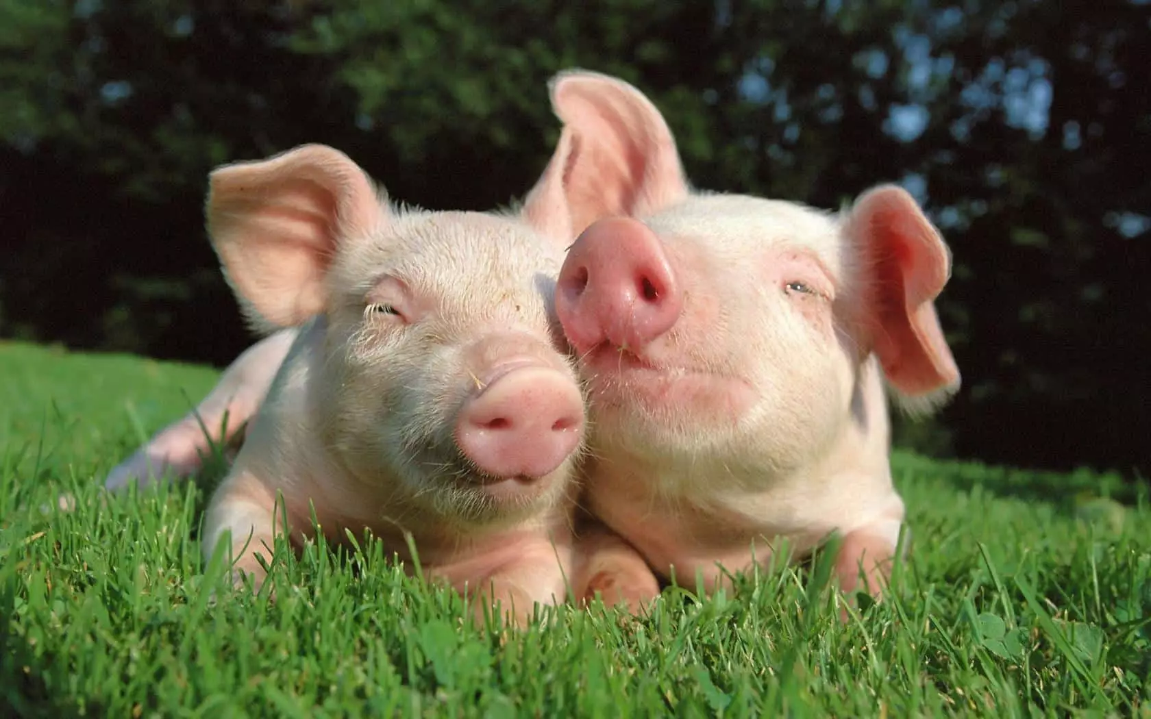 豬在草地上
