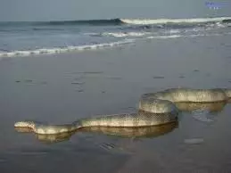 Slange på stranden
