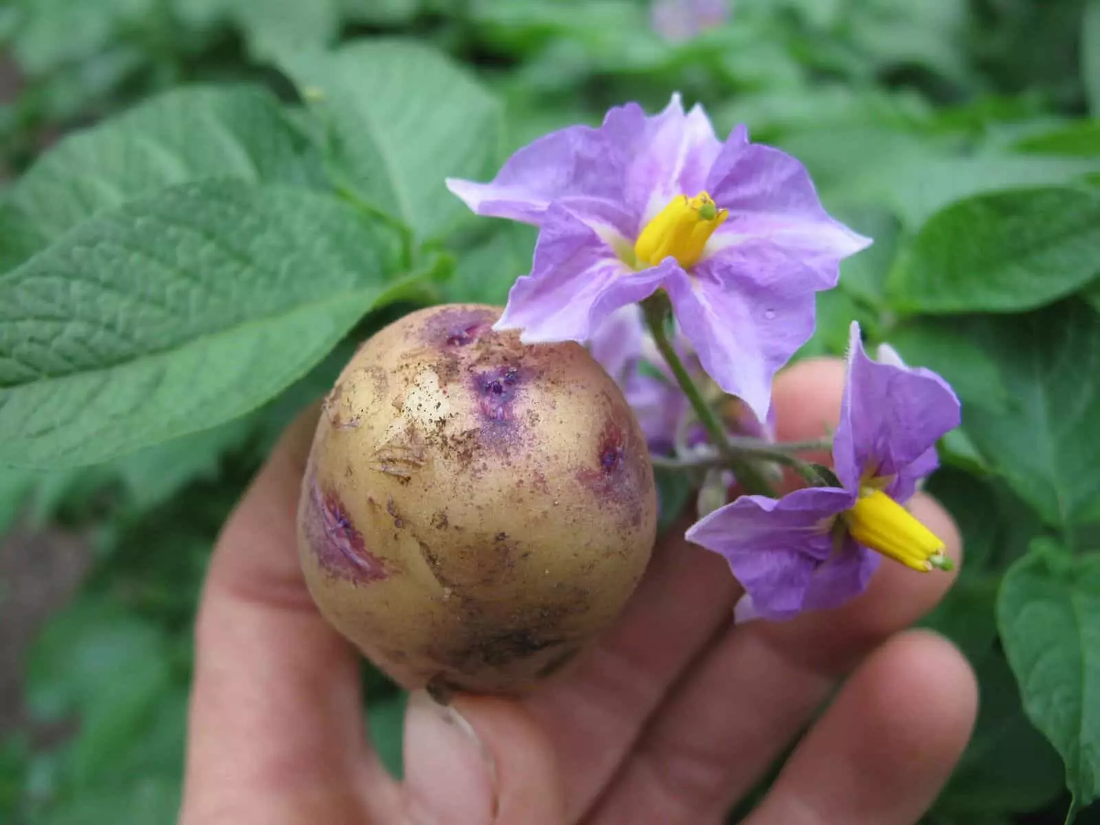 土豆和花