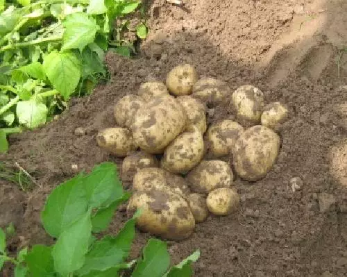 Pommes de terre dans le sol