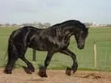 Черен кон
