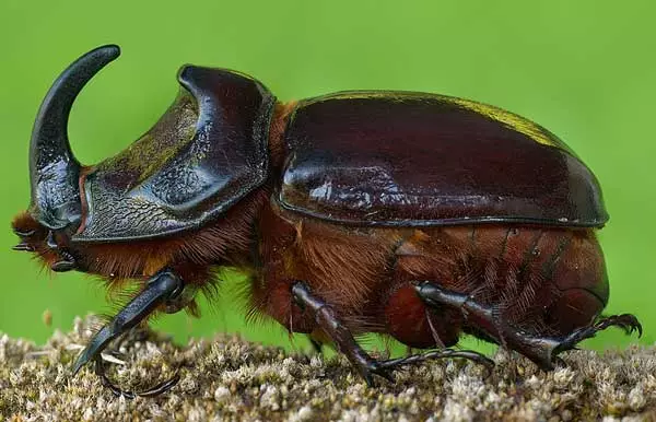 Beetle på en grøn baggrund