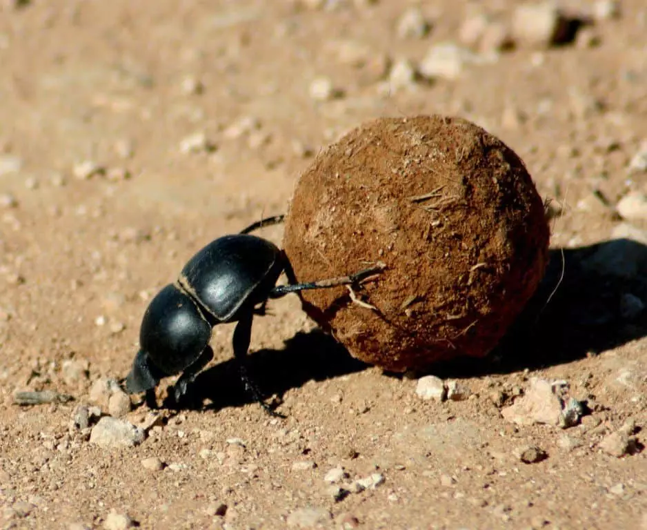 Beetle Walzen unterliegen