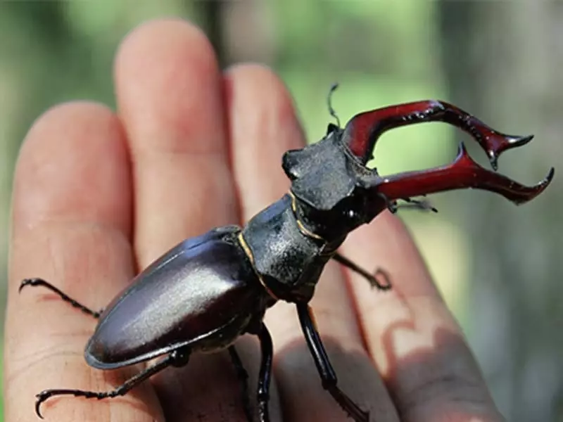Käfer auf der Hand