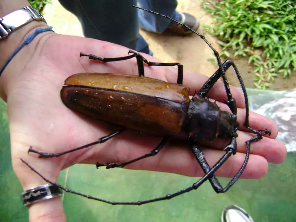 Kumbang séhat