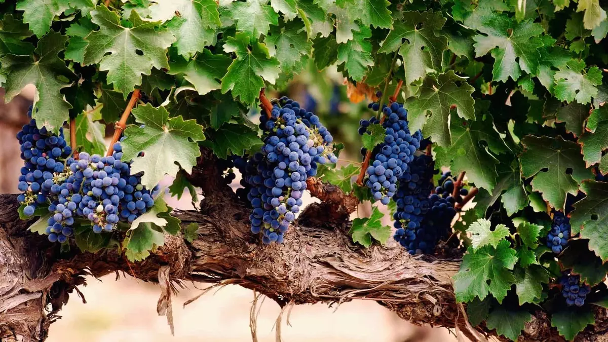 Modro grozdje