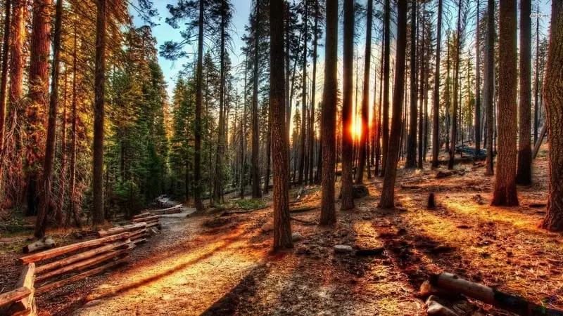 Izlazak sunca u šumi