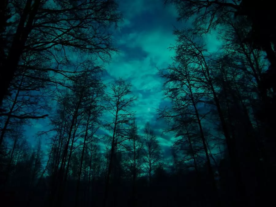 Šuma u tami