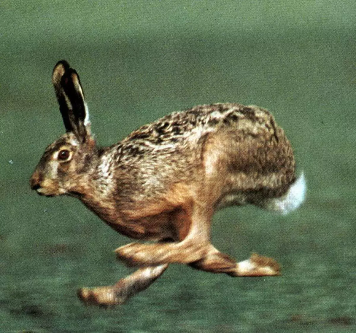 біг зайця