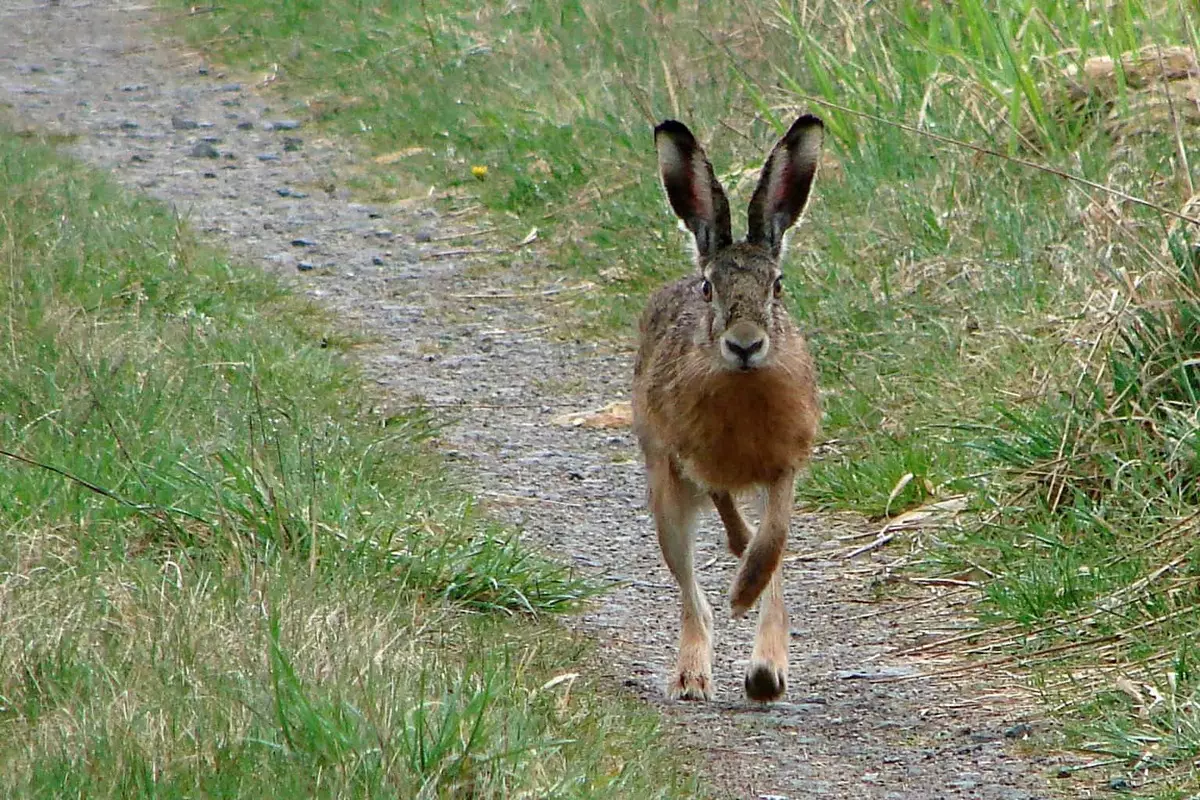 Hare på stien