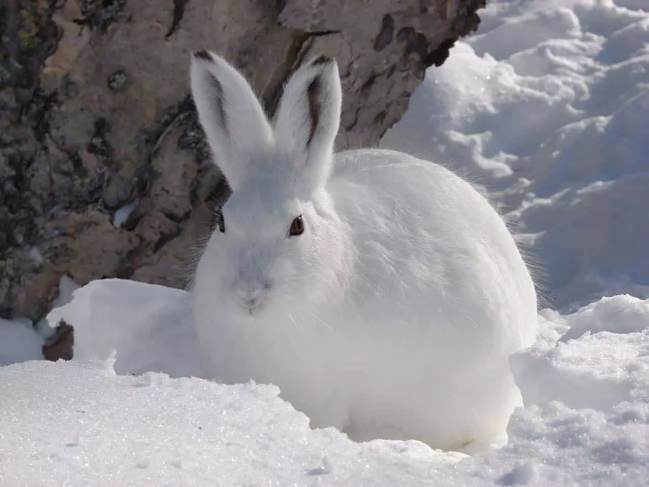 野兔在雪地里