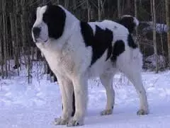 Великий собака