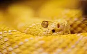 Keltainen käärme