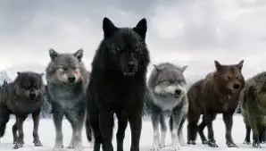 Herde von Wölfen