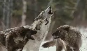 Mga wolves wolts