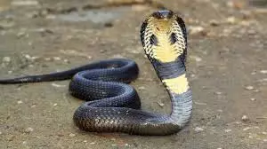 Žuta zmija