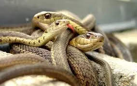 Ferskate slangen