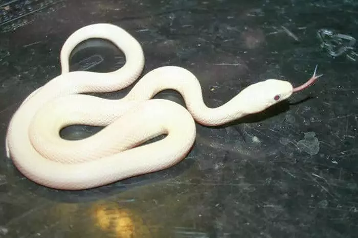 Սպիտակ օձ