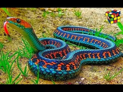 Snake Bright