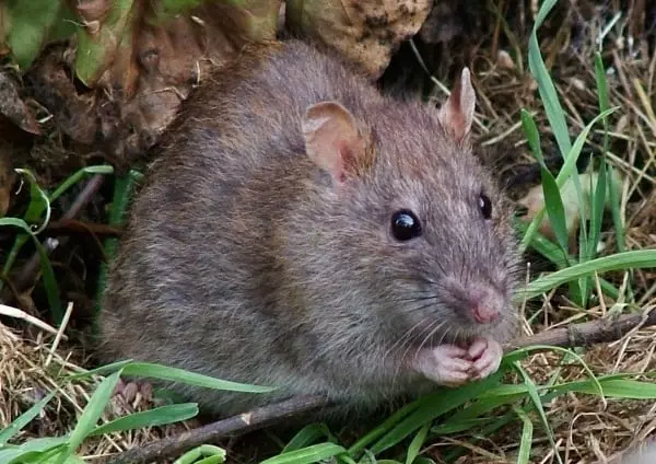 Žiurkė ant žolės