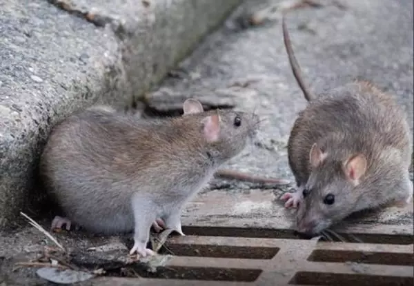 Dva štakora