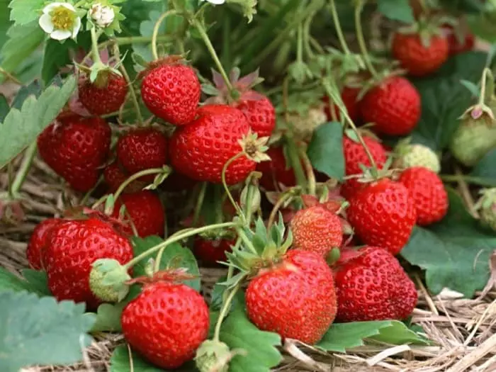 Strawberry nyob rau hauv lub ntiaj teb
