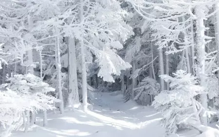 森林在雪中
