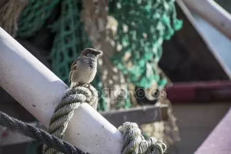 Sparrow la copac