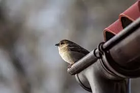 Sparrow sedang menunggu