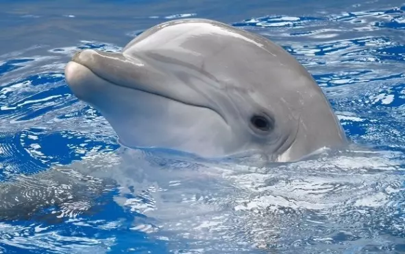 делфин